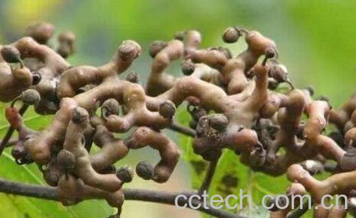 北枳鹤拥墓πв胱饔-0