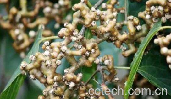 枳鹤釉趺磁菟 枳鹤优菟的功效与作用-0