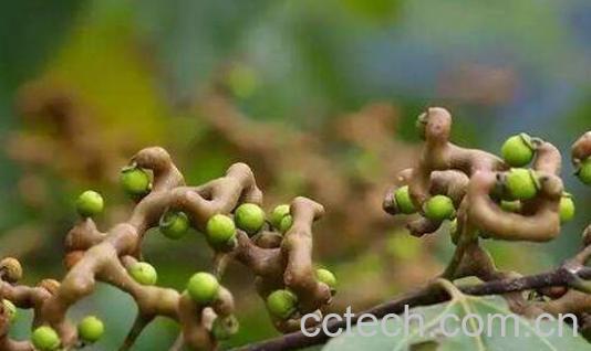 枳鹤釉趺磁菟 枳鹤优菟的功效与作用-1