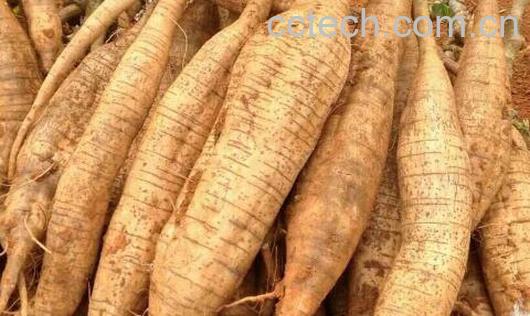 甜葛根和苦葛根的区别-0