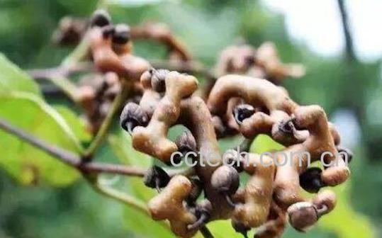 枳鹤釉趺闯 枳鹤拥氖秤梅椒-1