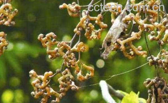 枳鹤釉趺闯 枳鹤拥氖秤梅椒-0