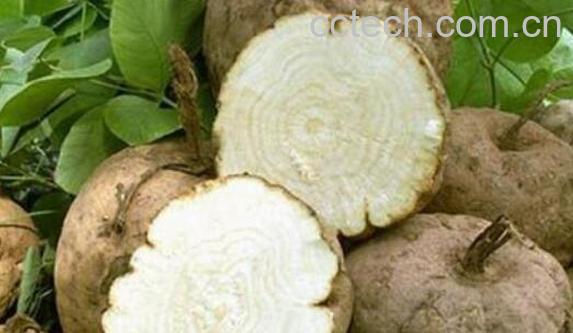 茯苓葛根泡水喝的功效-1