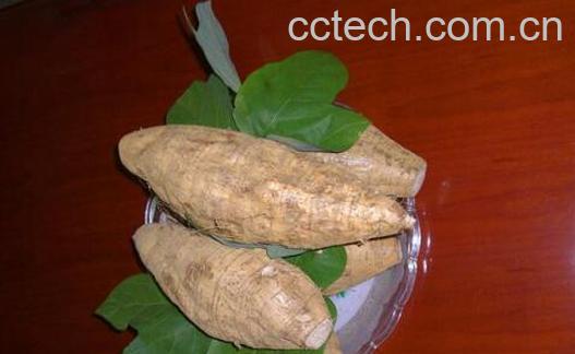 紫葛根泡水喝的七大功效-0