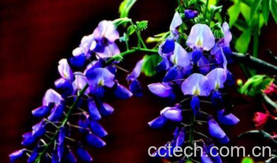 白葛花与紫葛花区别-0