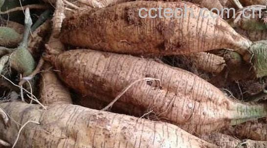 紫葛根的功效和作用-0