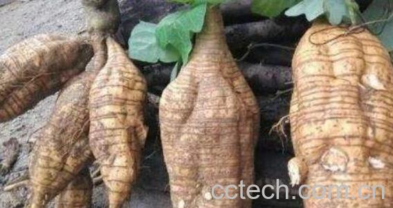 紫葛根的功效和作用-1