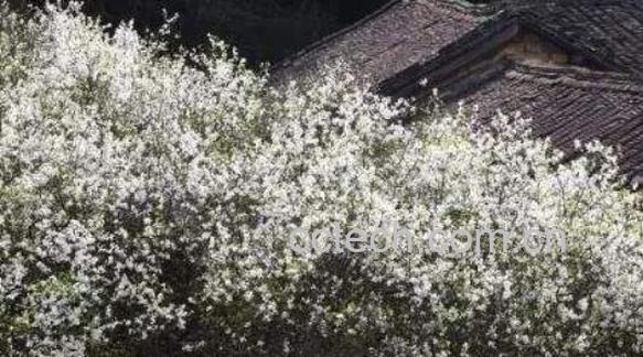 白葛花与紫葛花区别-1