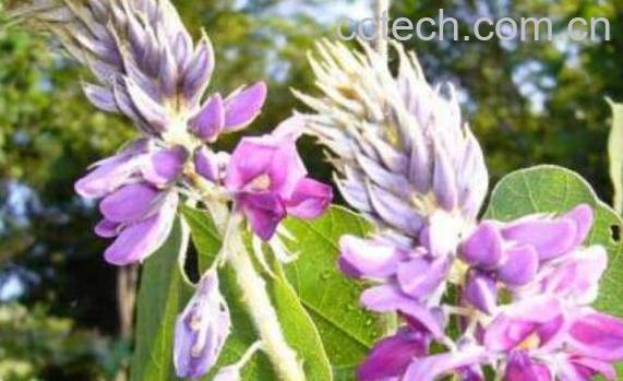 紫葛花怎么吃 紫葛花怎么做好吃-1