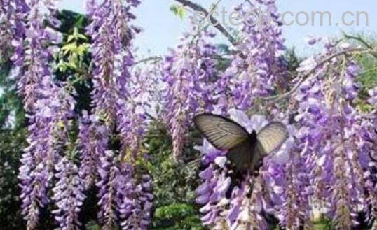 紫葛花怎么吃 紫葛花怎么做好吃-0