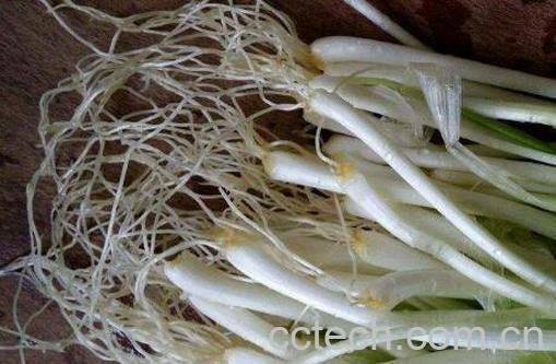 葱须泡红酒有什么功效-0