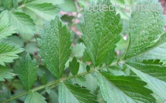 植物狼牙的功效与作用-1