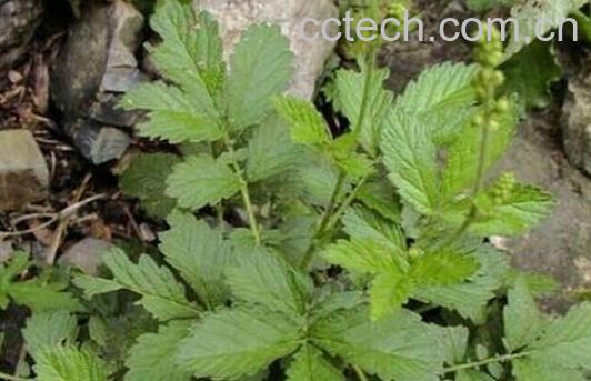 植物狼牙的功效与作用-0