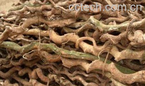 胡椒根和胡椒的区别-0