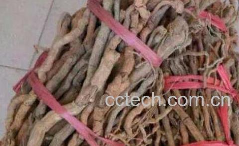 海南胡椒根的功效与作用-0