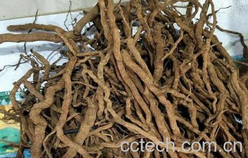 海南胡椒根的功效与作用-1