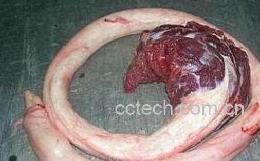 干牛鞭泡发的正确方法 牛鞭的功效-0