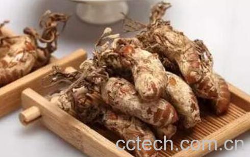 金蝉花的功效与作用禁忌-1