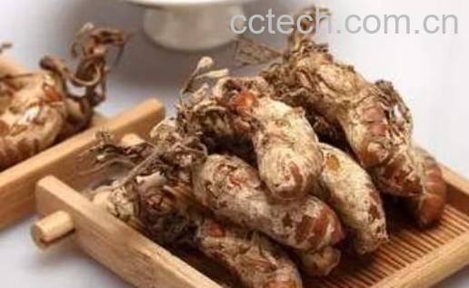 金蝉花虫草的功效与作用-0