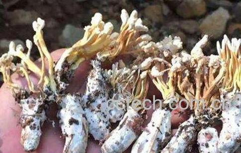 金蝉花虫草的功效与作用-1