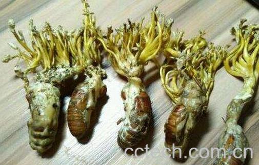 金蝉花的正确食用方法 吃金蝉花的害处-0