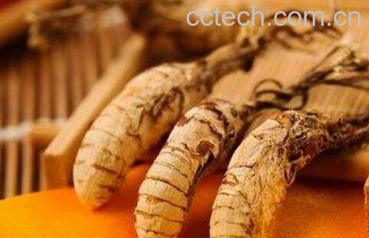 金蝉花的正确食用方法 吃金蝉花的害处-1