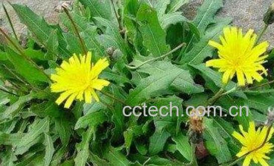 蒲公英泡脚对女性有什么好处-1