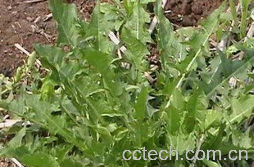 蒲公英泡脚的好处 蒲公英泡脚的坏处-1