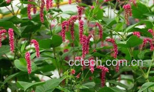 辣蓼草的功效与作用-0