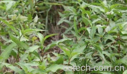 辣蓼草的功效与作用-1