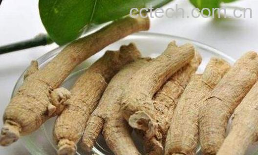 参头和参身的功效区别-0