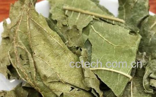 桑叶的用处和泡水喝的作用-0