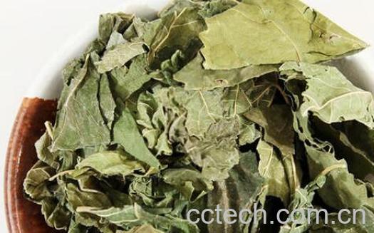 桑叶的用处和泡水喝的作用-1