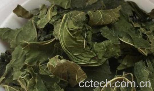 桑叶干泡水喝有什么功效-1