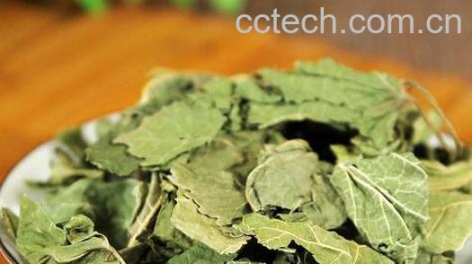 桑叶干泡水喝有什么功效-0