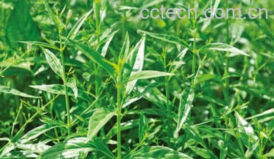 苦胆草的功效与作用及禁忌-0