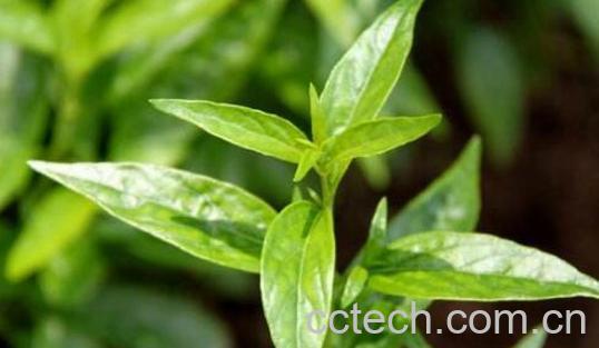 苦胆草的功效与作用及禁忌-1