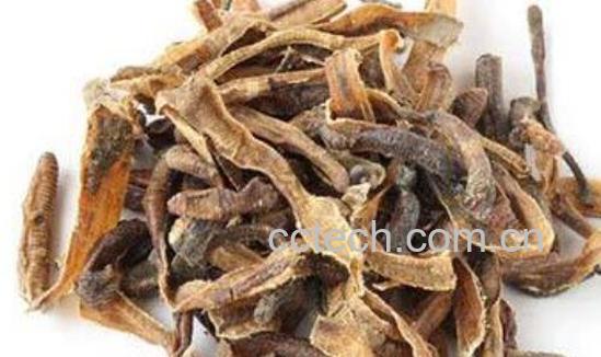 地龙干的作用与功效 地龙干的禁忌-1