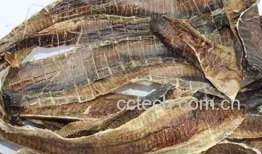 地龙干的作用与功效 地龙干的禁忌-0