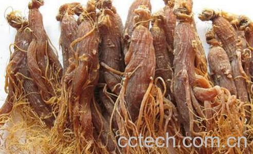 不适合吃红参的人群有哪些 吃红参的禁忌-0