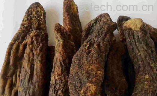 甜苁蓉和肉苁蓉的区别 甜苁蓉的功效-0