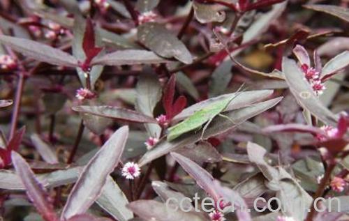 红莲草的作用及食用方法-0
