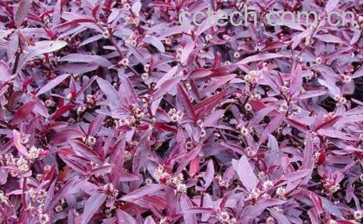 红莲草的作用及食用方法-1