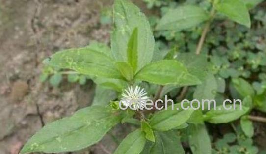 中药鼻血莲的功效与作用-1