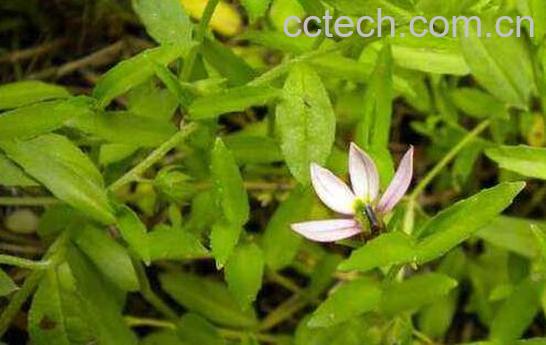 中药鼻血莲的功效与作用-0