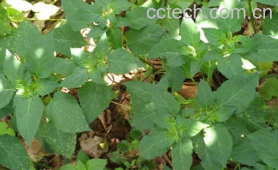 野辣椒草有什么功效-1