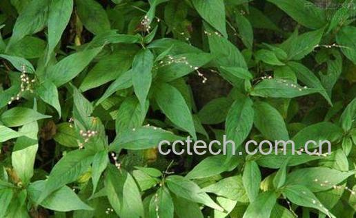 野辣椒草有什么功效-0