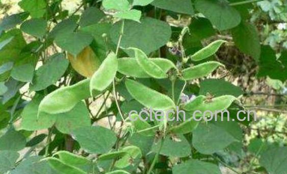 扁豆藤的功效与作用 扁豆藤的禁忌-0
