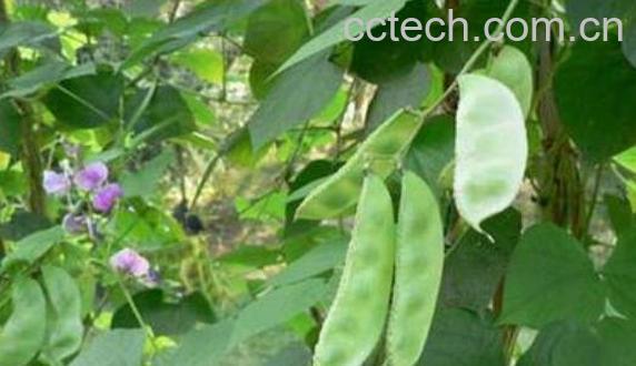 扁豆藤的功效与作用 扁豆藤的禁忌-1