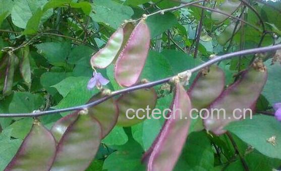 扁豆藤泡脚的功效与作用-0